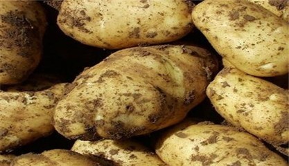薯类种子心香栽培要点 - 产量怎么样 - 优缺点、价格、抗性